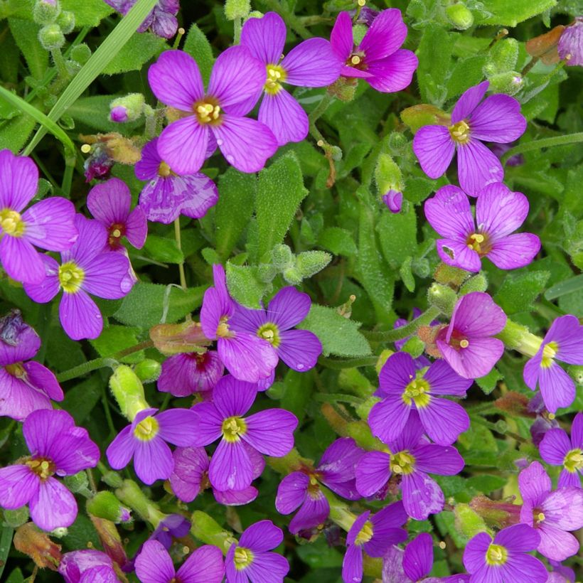 Aubrieta canescens ssp. cilicica - Aubriète (Flowering)