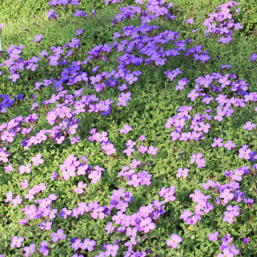 Aubrieta canescens ssp. cilicica - Aubriète (Plant habit)