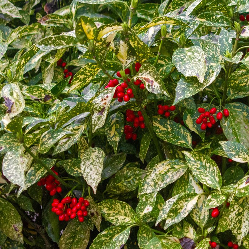 Aucuba japonica Crotonifolia (Harvest)