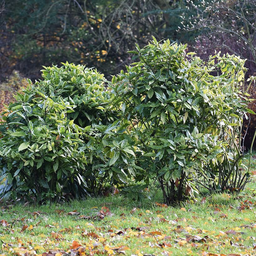 Aucuba japonica - Laurier du Japon (Plant habit)