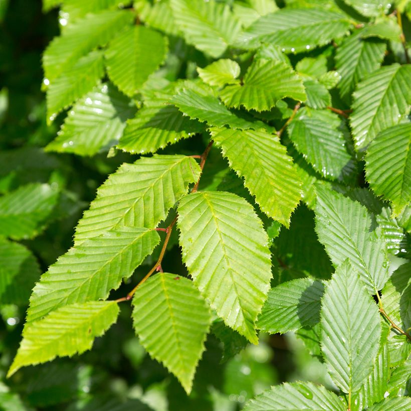 Aulne blanc - Alnus incana (Foliage)