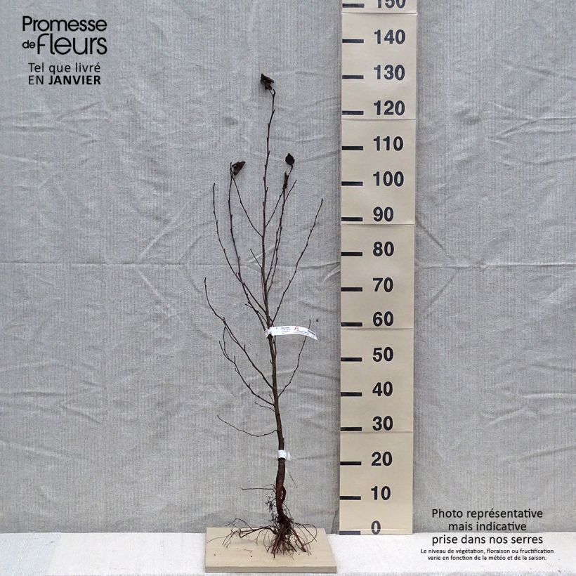 Example of Aulne de Corse - Alnus cordata Petites Racines nues as you get in hiver