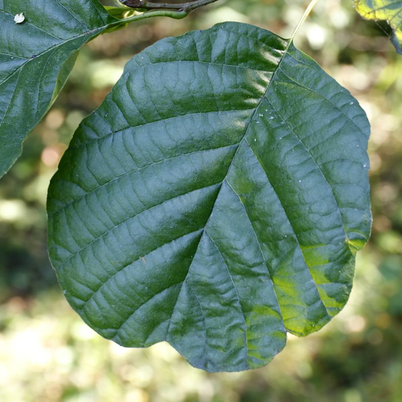 Aulne glutineux - Alnus glutinosa (Foliage)