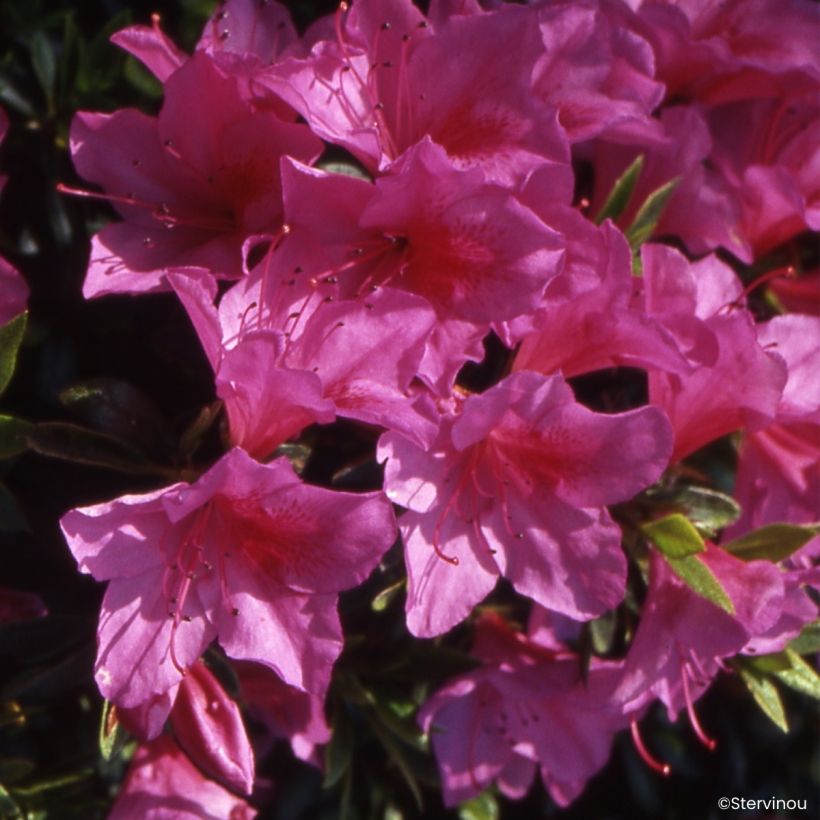 Azalée du Japon Beethoven - Rhododendron hybride (Flowering)