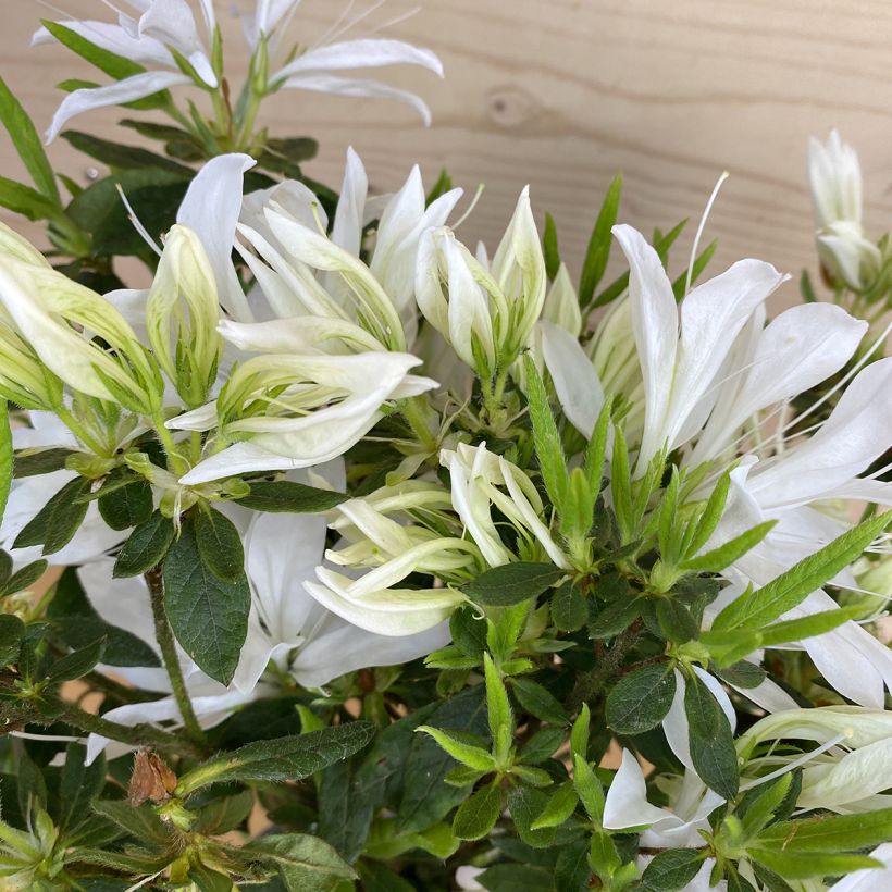 Azalée du Japon Koromo shikibu White - Rhododendron hybride (Foliage)