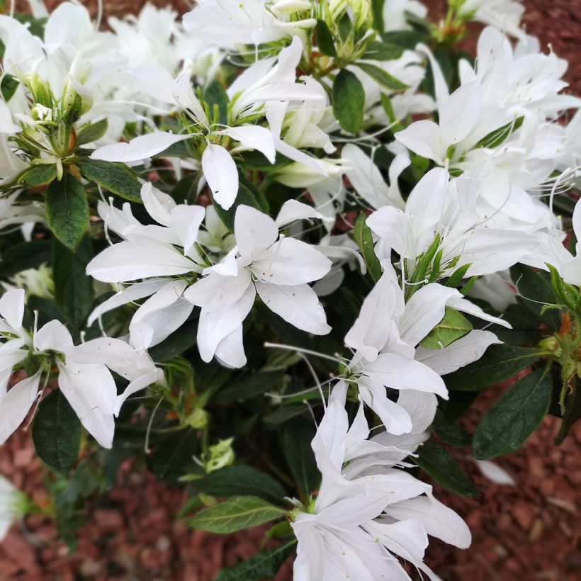 Azalée du Japon Koromo shikibu White - Rhododendron hybride (Flowering)