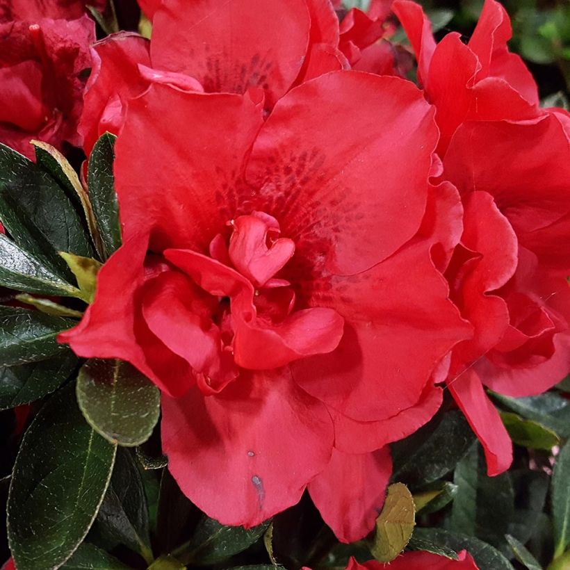 Azalée hybride ENCORE® Autumn Creach (Flowering)