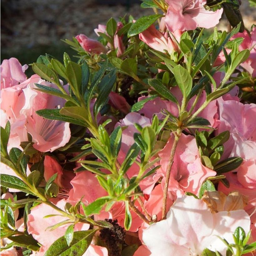 Azalée hybride ENCORE® Debutante (Foliage)