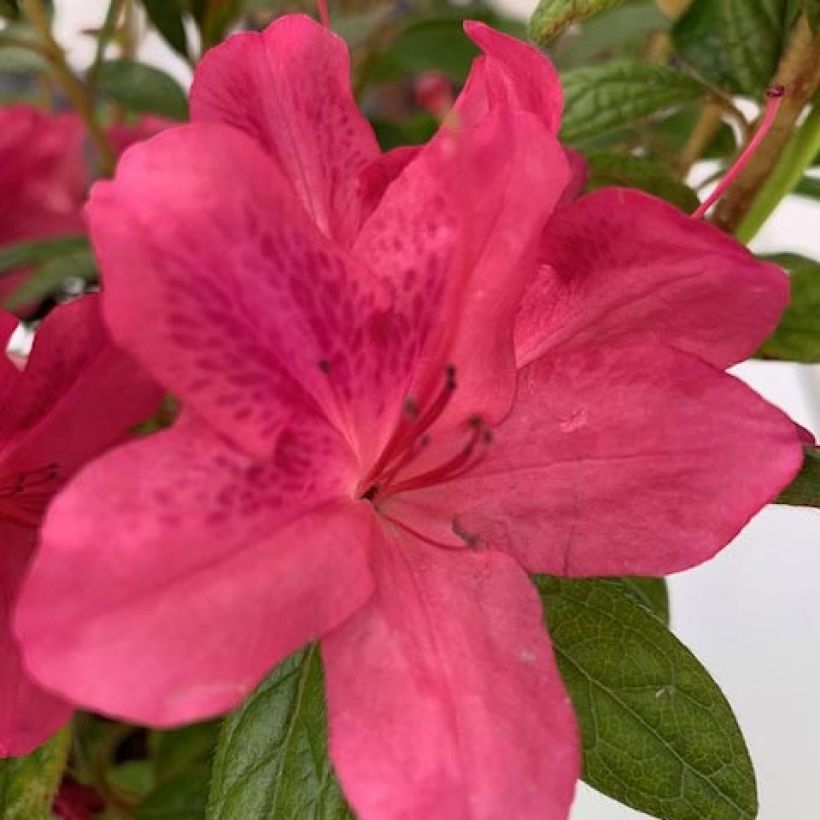 Azalée hybride ENCORE® Jewel (Flowering)