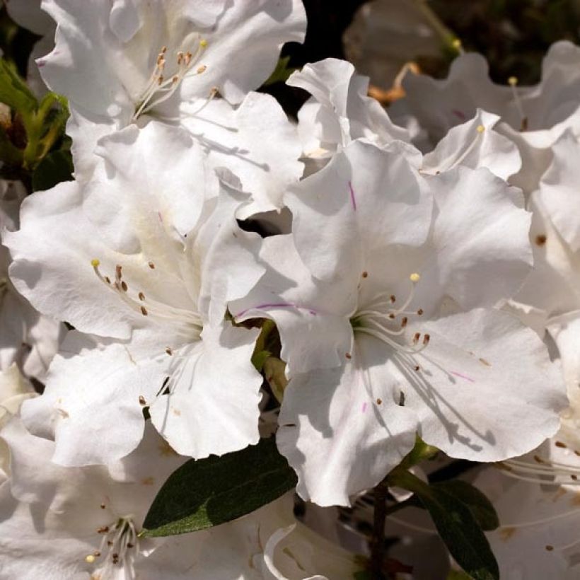 Azalée hybride ENCORE® Lily (Flowering)