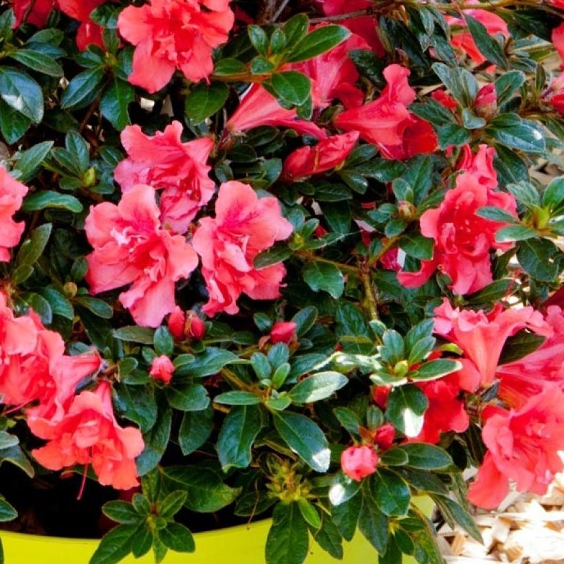 Azalée hybride ENCORE® Princess (Foliage)