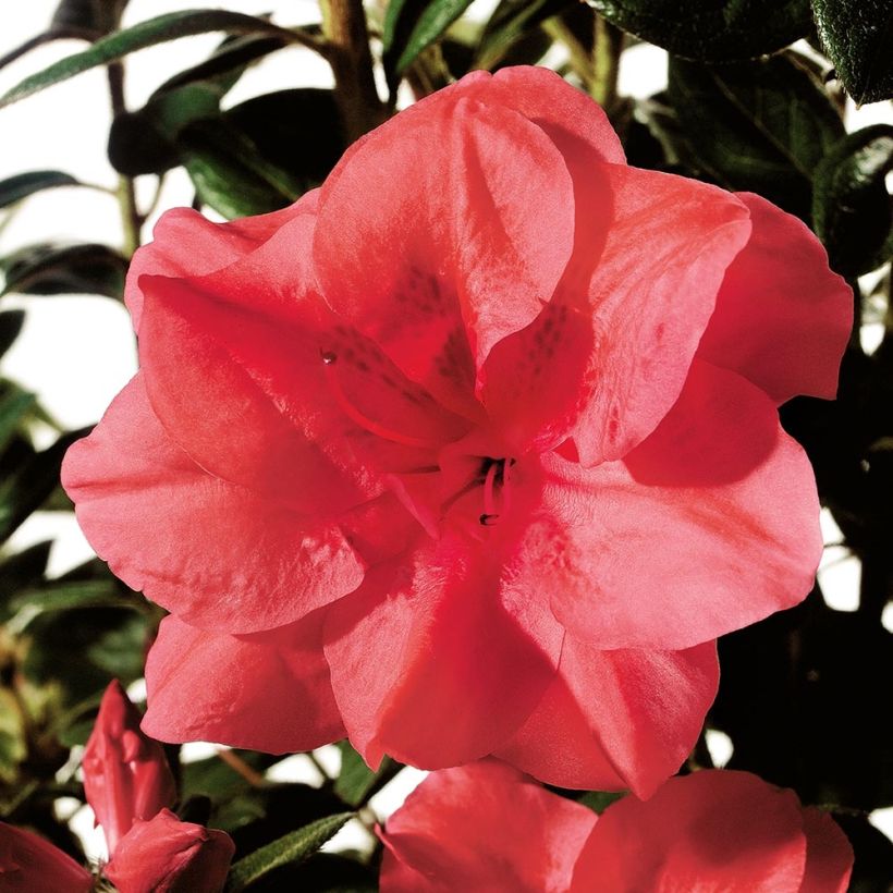 Azalée hybride ENCORE® Princess (Flowering)