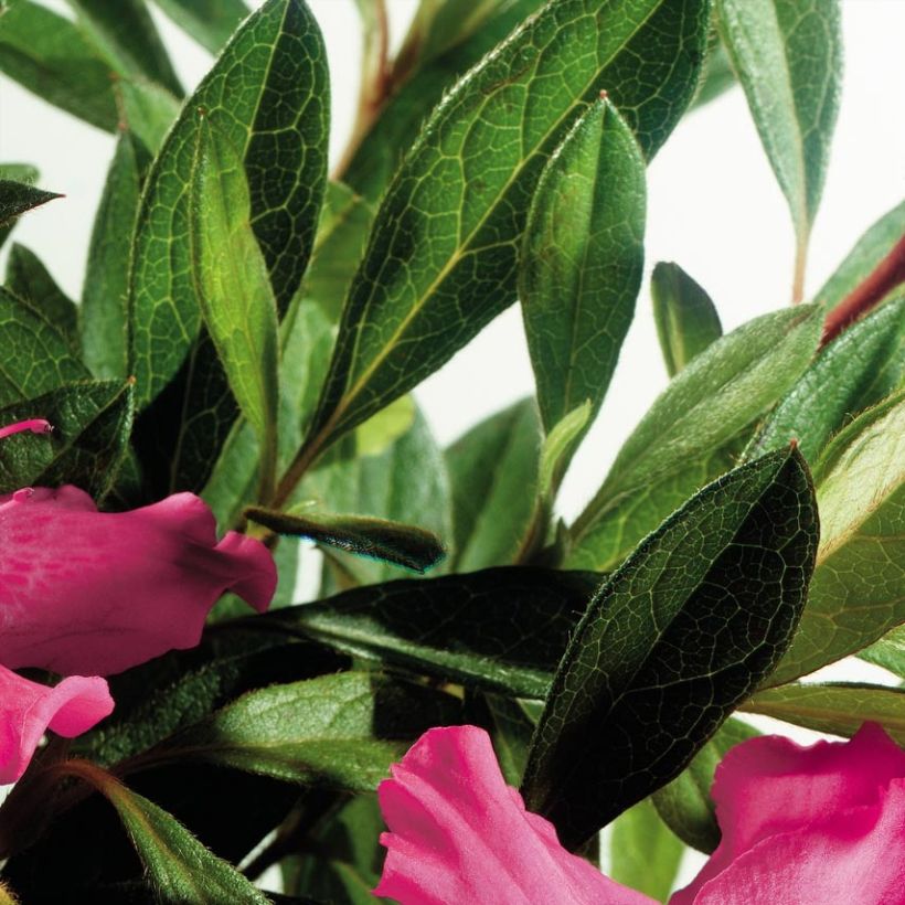 Azalée hybride ENCORE® Sundance (Foliage)