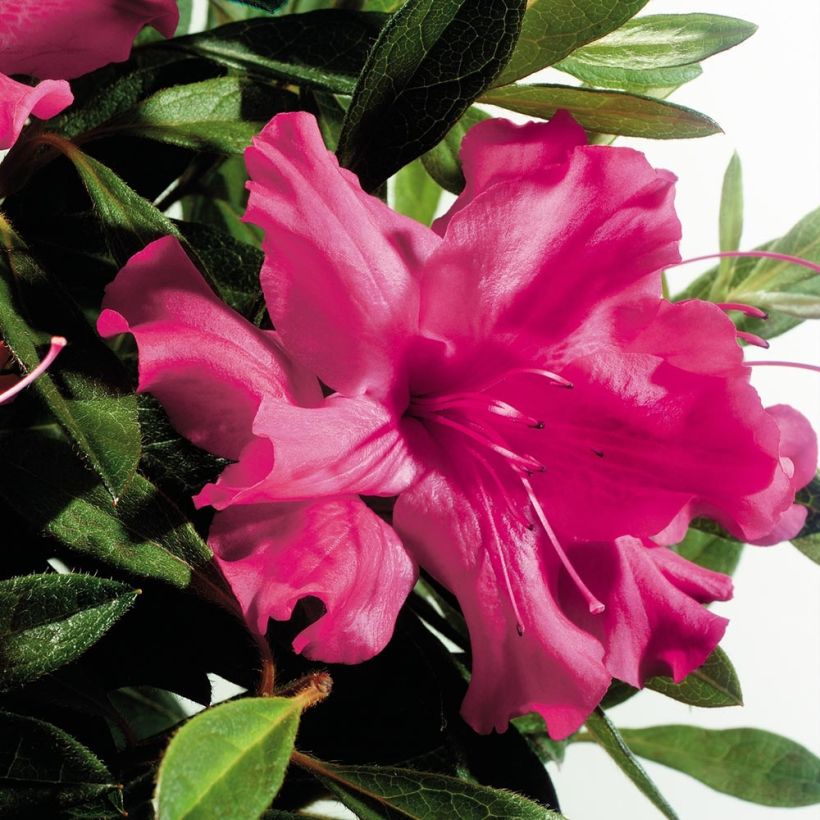 Azalée hybride ENCORE® Sundance (Flowering)