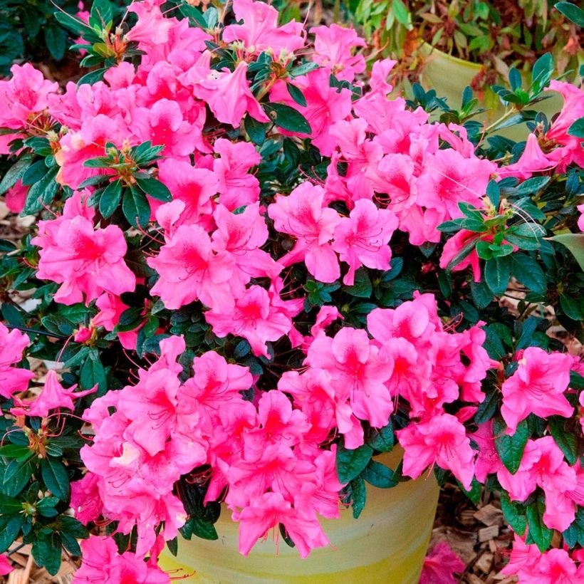 Azalée hybride ENCORE® Sundance (Plant habit)