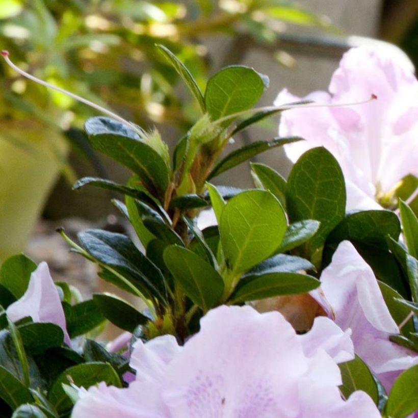 Azalée hybride ENCORE® Sweetheart (Foliage)