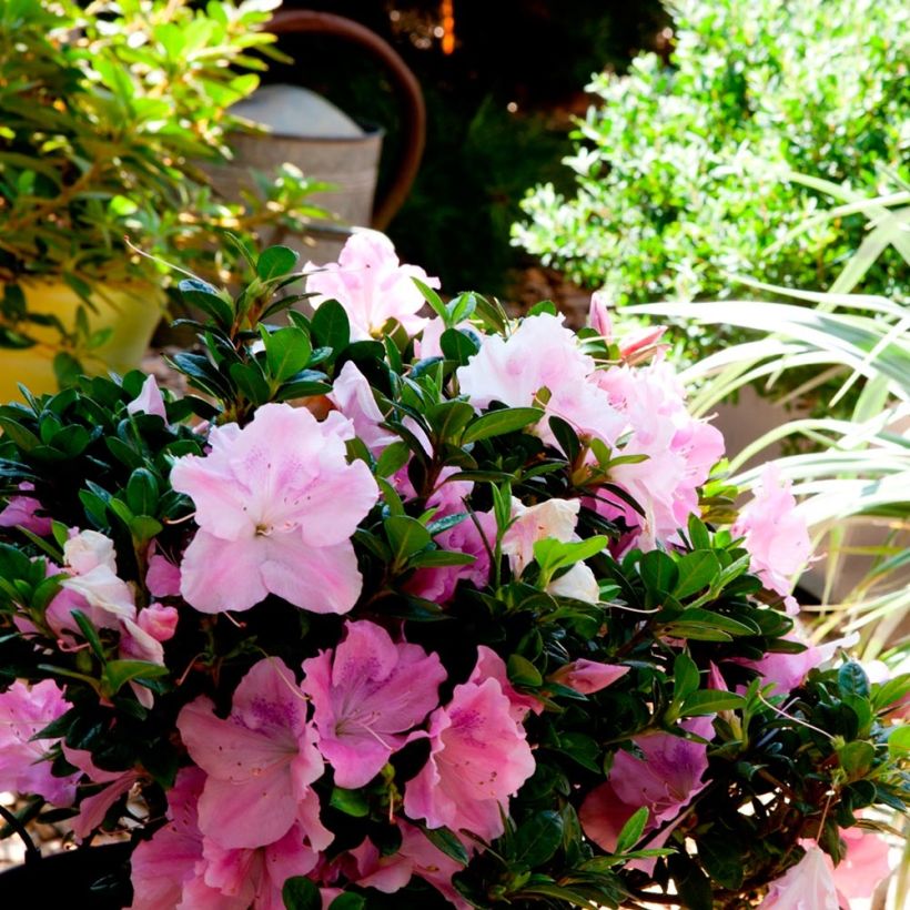Azalée hybride ENCORE® Sweetheart (Plant habit)