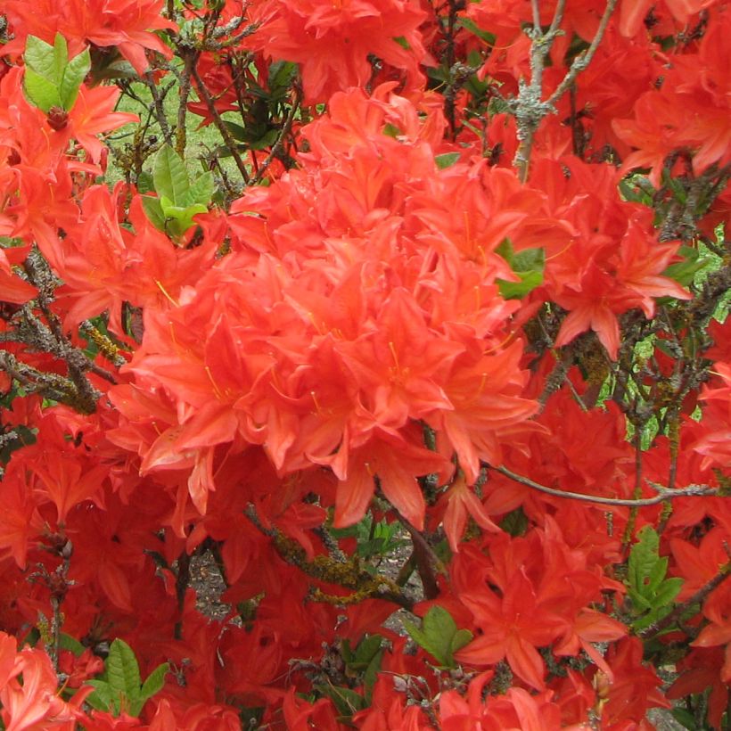 Azalée de Chine Koster's Brilliant Red - Azalea mollis (Flowering)