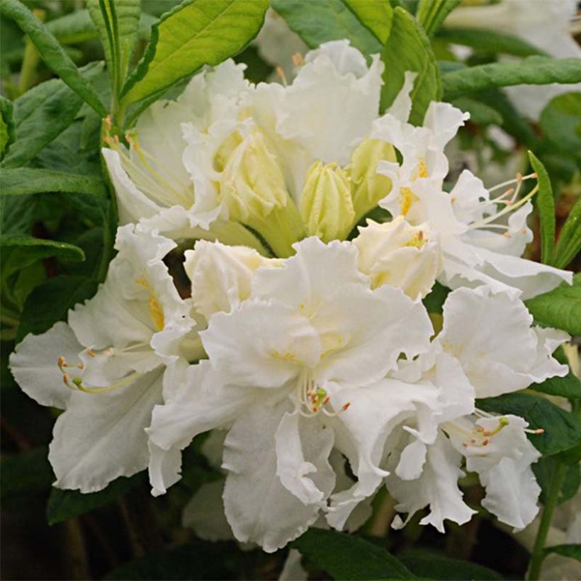 Azalée de Chine White Frills - Azalea mollis (Flowering)