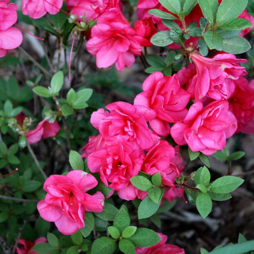 Azalée du Japon Christina - Rhododendron hybride. (Flowering)