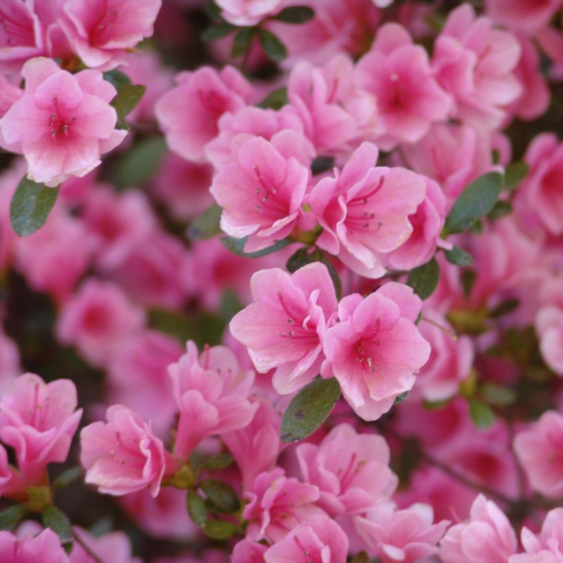 Azalée du Japon Kirin - Rhododendron hybride (Flowering)