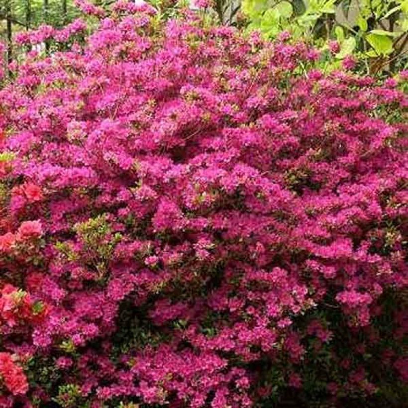 Azalée du Japon Amoena - Rhododendron hybride (Plant habit)