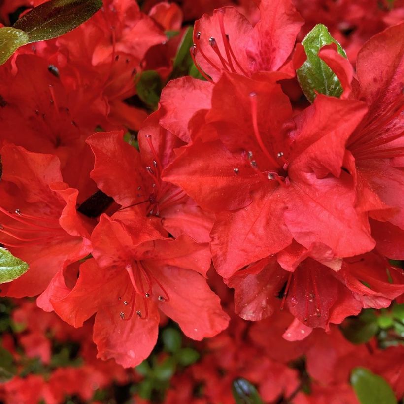 Azalée japonaise - Azalea japonica Arabesk (Flowering)