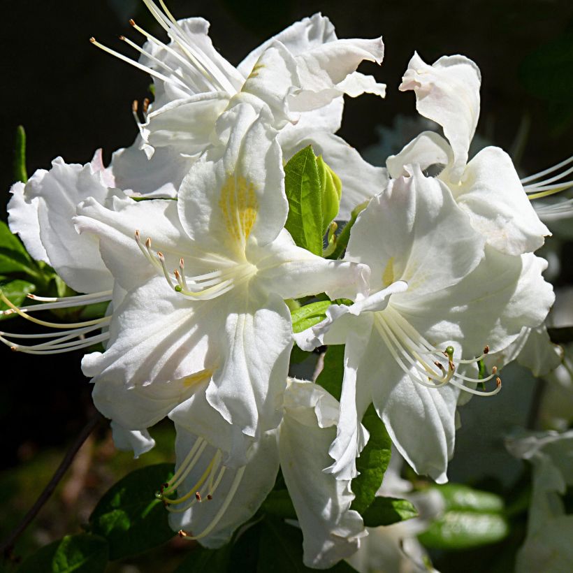 Azalée de Chine Oxydol - Rhododendron hybride (Flowering)