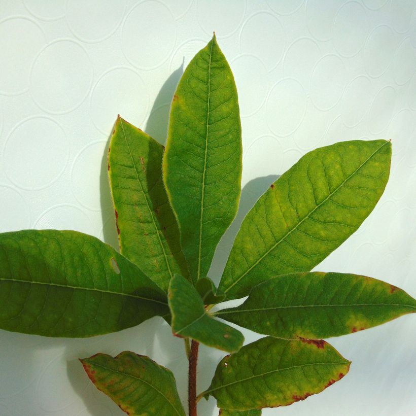 Azalée Glowing Embers - Rhododendron molle (Foliage)