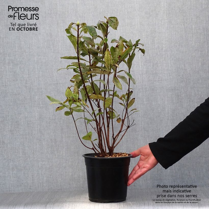Example of Azalée Glowing Embers - Rhododendron molle Pot de 4L/5L as you get in automne