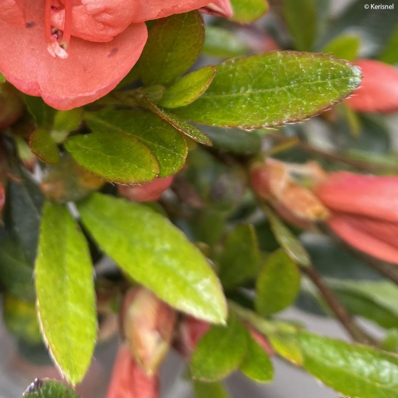 Azalée couvre-sol Pink Cascade - Azalea nakaharae (Foliage)