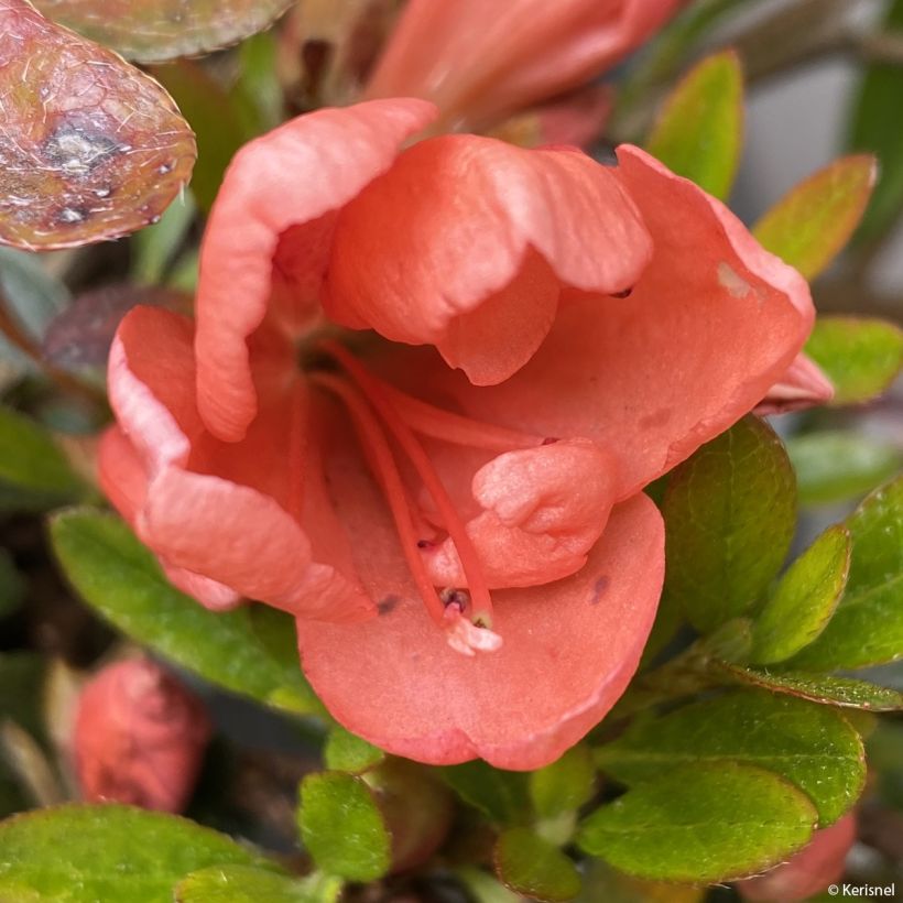 Azalée couvre-sol Pink Cascade - Azalea nakaharae (Flowering)