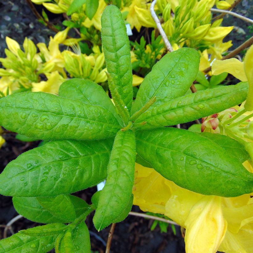 Azalée de Chine Anneke - Rhododendron hybride (Foliage)