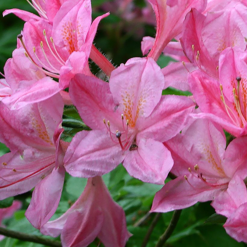 Azalée de Chine Rosata - Rhododendron viscosum  (Flowering)