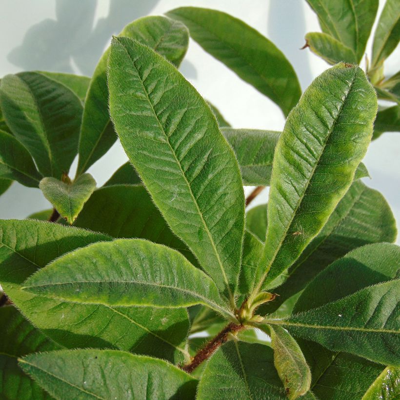 Azalée de Chine Berry Rose - Rhododendron hybride (Foliage)