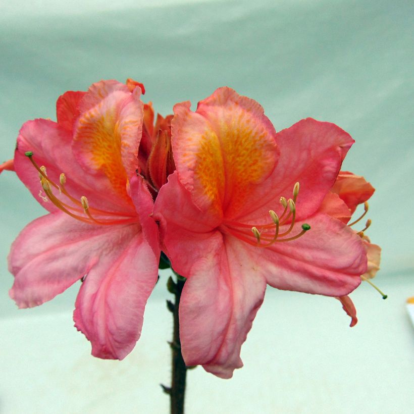 Azalée de Chine Berry Rose - Rhododendron hybride (Flowering)