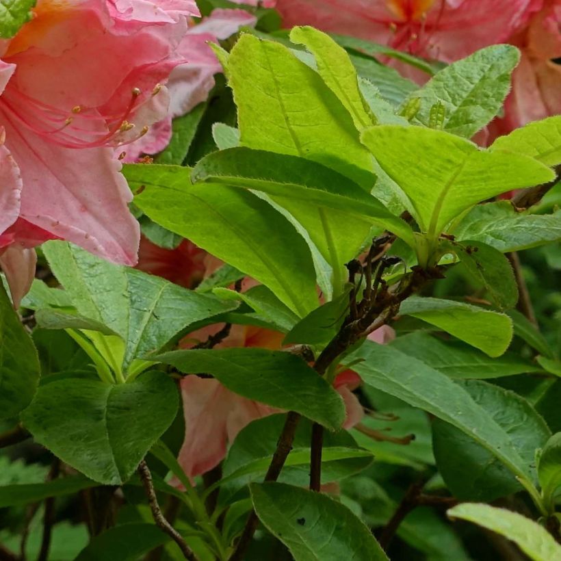 Azalée de Chine Cecile - Azalea mollis (Foliage)