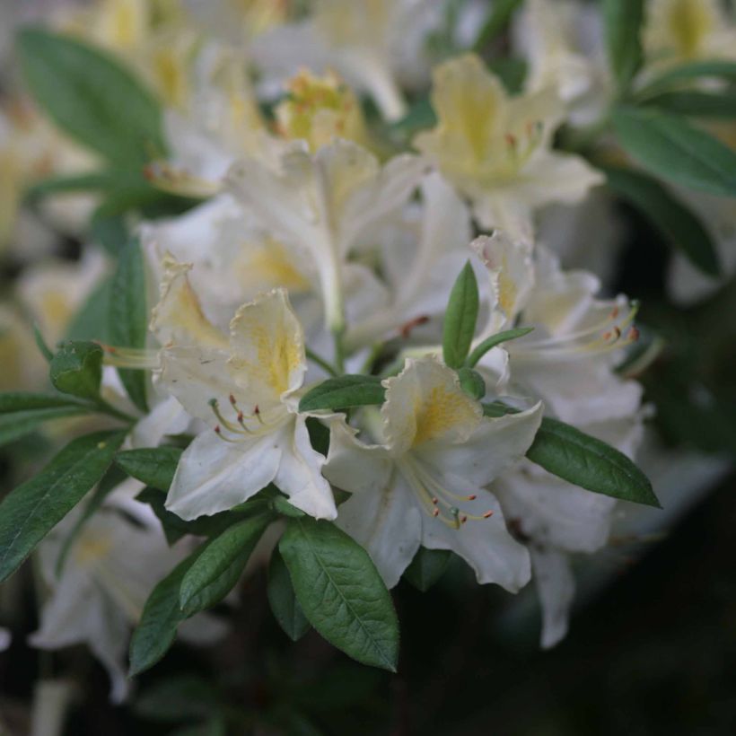 Azalée de Chine Daviesii - Azalea mollis (Flowering)