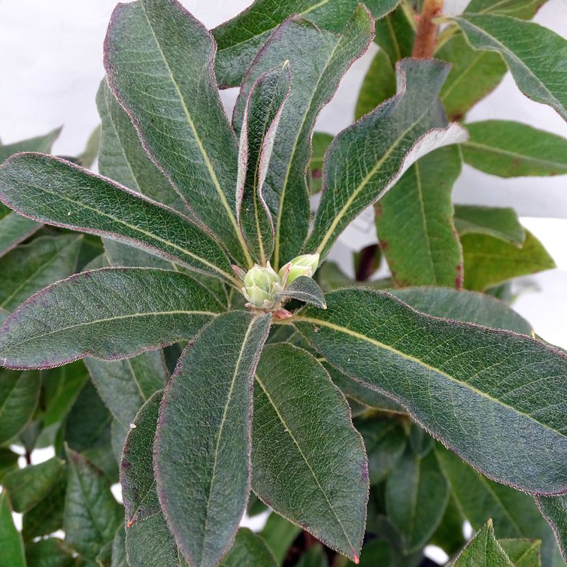 Azalée de Chine Daviesii - Azalea mollis (Foliage)