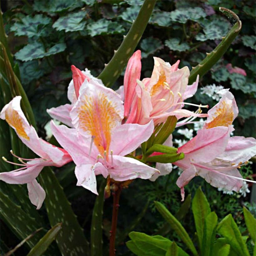 Azalée de Chine Delicatissima - Rhododendron (x) occidentale (Flowering)