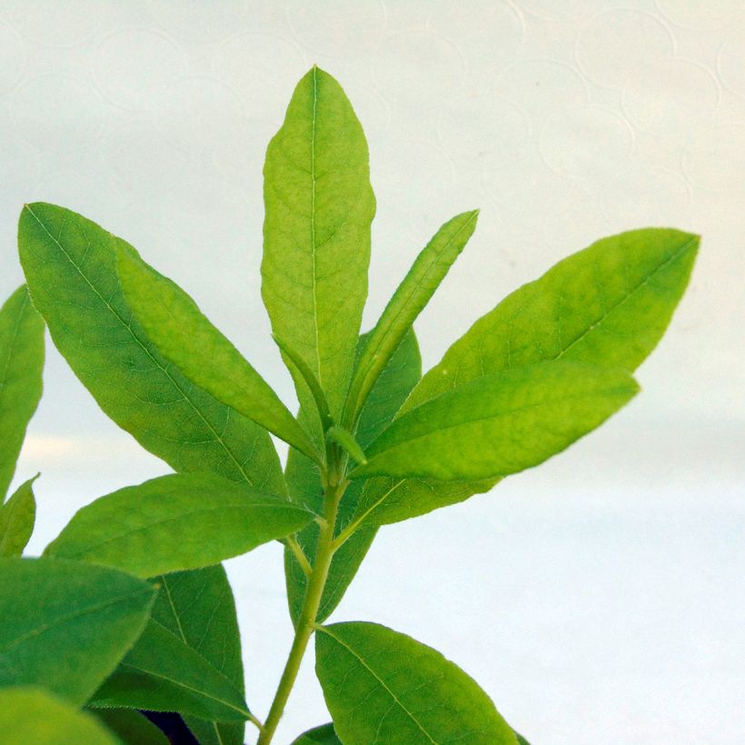Azalée de Chine Delicatissima - Rhododendron (x) occidentale (Foliage)