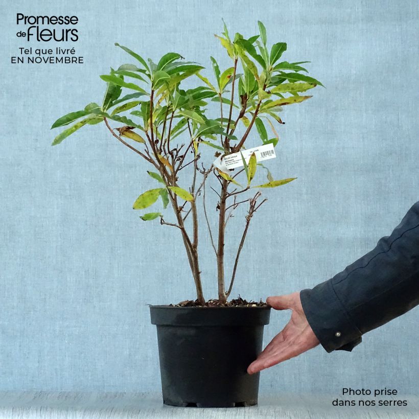 Example of Azalée de Chine Delicatissima - Rhododendron (x) occidentale Pot de 4L/5L as you get in automne