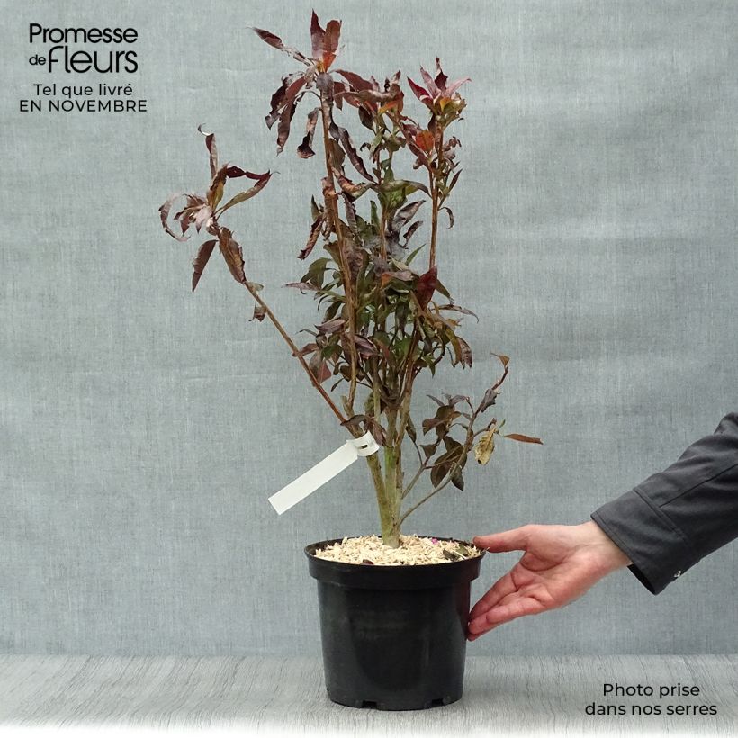Example of Azalée de Chine Fire Ball - Rhododendron hybride  Pot de 4L/5L as you get in automne