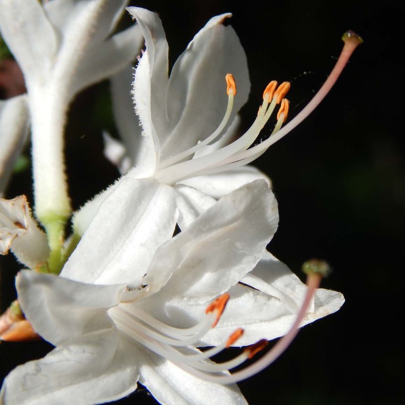 Azalée de Chine Fragrant Star - Rhododendron (x) atlanticum (Flowering)