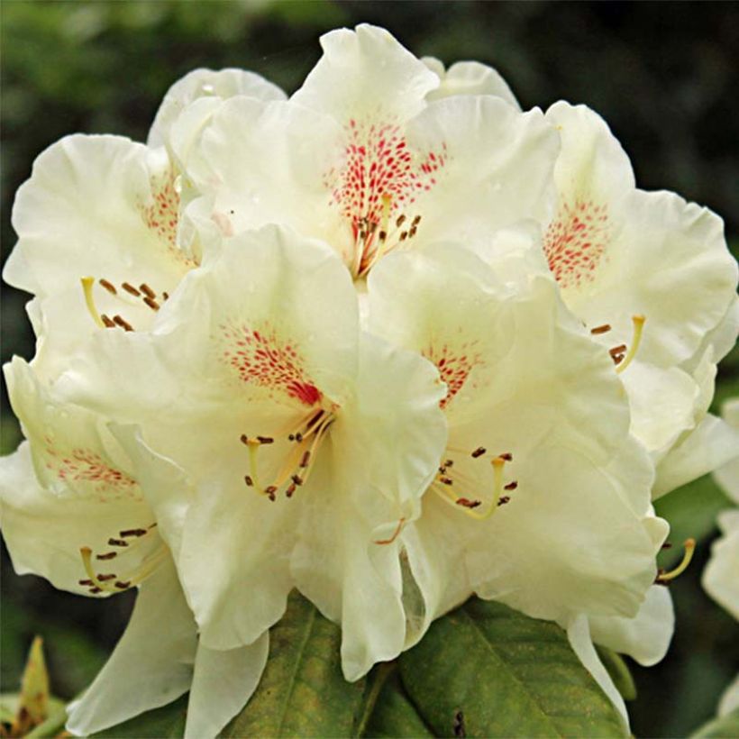 Azalée de Chine Harvest Moon - Azalea mollis (Flowering)