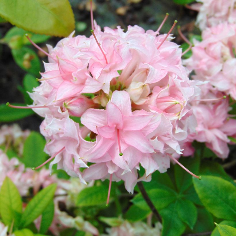 Azalée de Chine Homebush - Rhododendron hybride (Flowering)