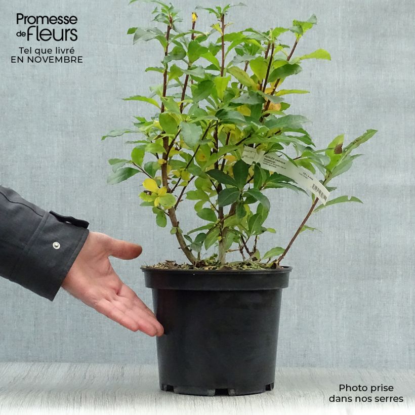 Example of Azalée de Chine Homebush - Rhododendron hybride Pot de 4L/5L as you get in automne