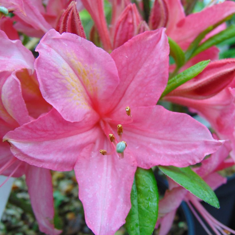 Azalée de Chine Jolie Madame - Rhododendron hybride (Flowering)