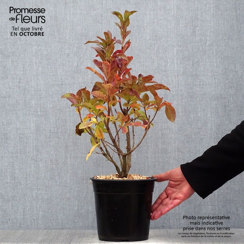 Example of Azalée de Chine Jolie Madame - Rhododendron hybride Pot de 3L/4L as you get in automne