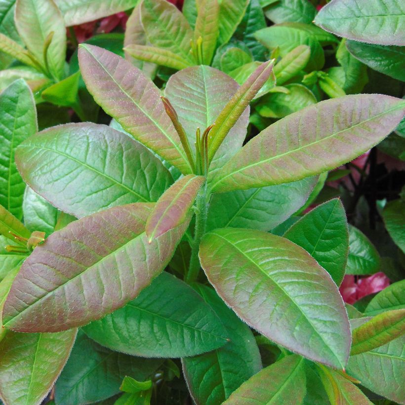 Azalée de Chine Kilian - Rhododendron hybride (Foliage)